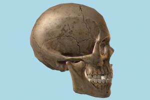 Human Skull Human Skull-2